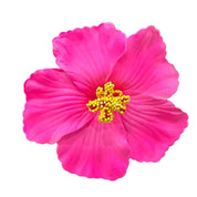 Docena de pinzas de cabello en forma de flor